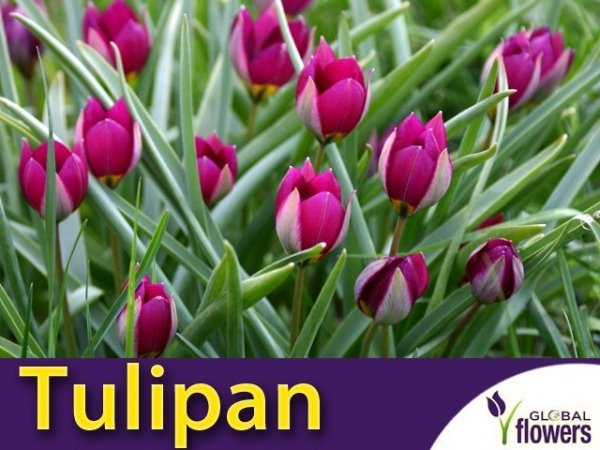 Tulipan botaniczny 'Persian Pearl' (Tulipa) CEBULKI