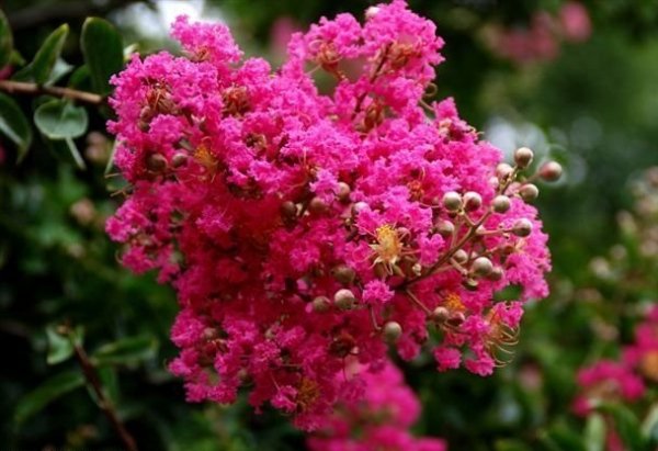 Duże sadzonki Lagerstroemia Pettite Pink 