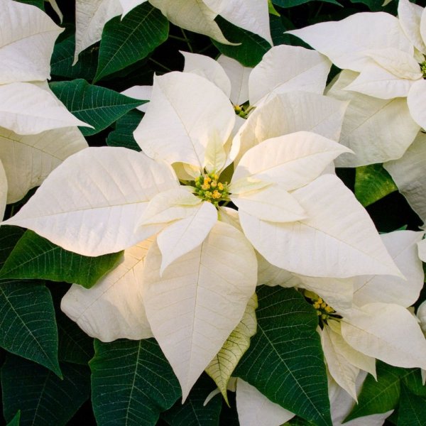 gwiazda betlejemska biała kwiat