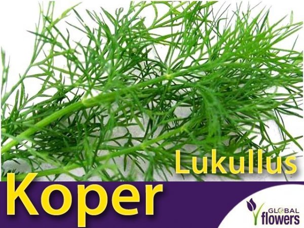 Koper ogrodowy Lukullus (Anethum graveolens) XL 100 g