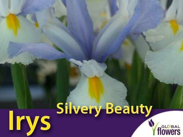 Irys Holenderski Silvery Beauty (Iris hollandica) CEBULKI