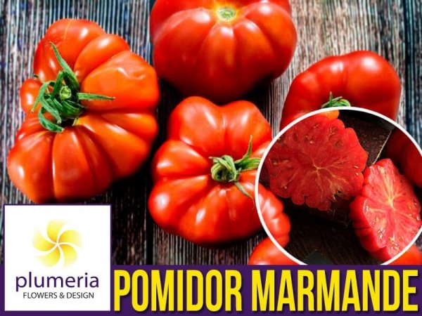 Pomidor Marmande nasiona