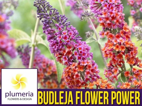 Budleja 'Flower Power' (Buddleia) Rarytas ! Sadzonka