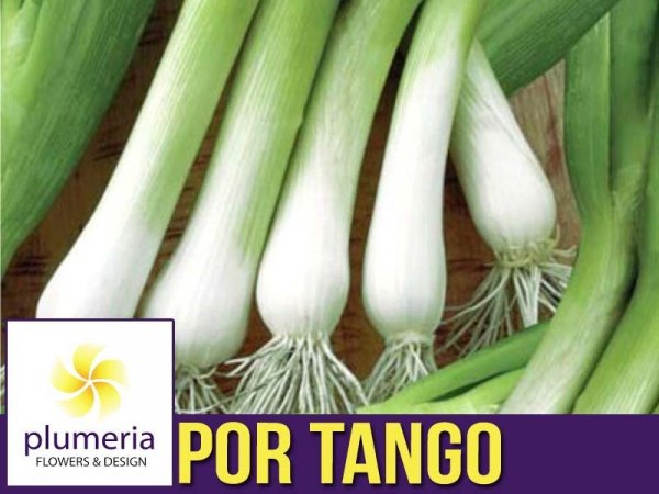 Toraf Por Tango (Allium porrum L.) uprawa
