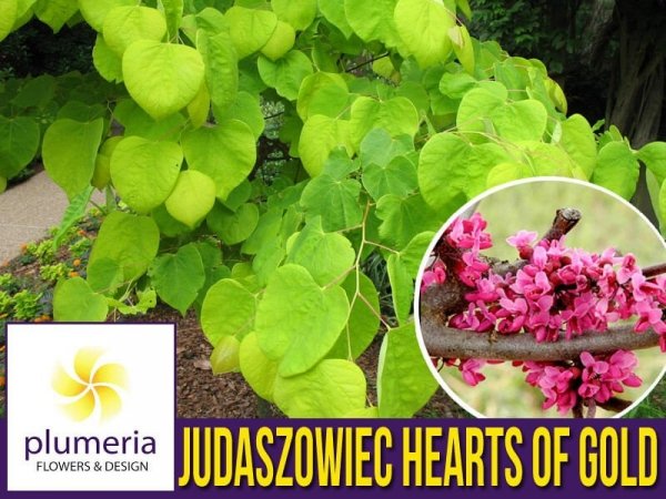 Judaszowiec 'Hearts of Gold' (Cercis canadensis) Sadzonka XL