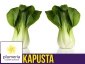 Kapusta CHIŃSKA PAK-CHOI (Brassica chinensis) nasiona 1g 