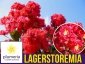 Lagerstroemia PETITE RED kwitnie 120 dni (Lagerstroemia indica) Sadzonka C2 