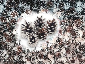 100x Naturaln Szyszka Ozdoba Szyszki Ośnieżone Bielone Dekoracja Stroik Wianka