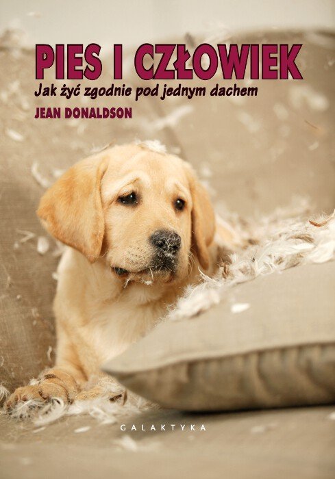 Pies i człowiek