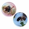 Box of 60 glass jars with bee-themed lids