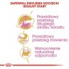 Royal Canin Maine Coon Kitten karma sucha dla kociąt, do 15 miesiąca, rasy maine coon 400g