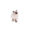 Royal Canin Kitten w sosie karma mokra dla kociąt do 12 miesiąca życia saszetka 85g