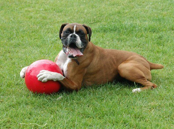 Boomer Ball M - 6&quot; / 15cm czerwona
