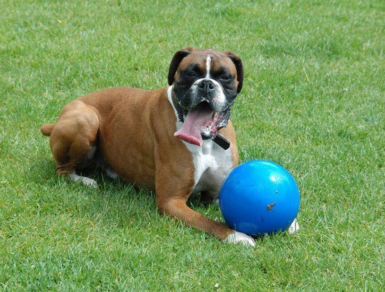 Boomer Ball S - 4&quot; / 11cm niebieska