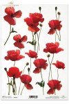 kwiat, kwiaty, maki, mak, makówki, łąka, R039, maki, mak, makówki, łąka, meadow, flower, flowers, poppies, Blumen, schöne rote Mohnblumen, hermosas flores de amapola roja 