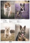 Schronisko w Korabiewicach, fotografie zwierząt, psy, Dorota Majcher*Shelter in Korabiewice, animal photography, dogs, Dorota Majcher*Tierheim in Korabiewice, Tierfotografie, Hunde, Dorota Majcher*Refugio en Korabiewice, fotografía de animales, perros, Do