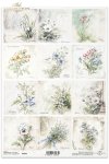 Przebiśnieg, zawilec, firletka Poszarpana, Komonica zwyczajna, Przylaszczka, Miodunka, dzwonek, konwalia, stokrotka, bratek, niezapominajka, fiołki*snowdrops, anemones, marsh comfrey, bird's-foot trefoil, hellebore, meadow foxtail, bellflower, lily of th