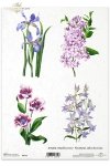 Krystyna Jałochowska, kwiat, kwiaty, ogród, łąka, Irysy, bez, tulipan, tulipany, dzwonki, R122, flower, flowers, meadow, garden, Krystyna Jałochowska, irises, lilac flowers, tulip, tulips, bells, Krystyna Jałochowska