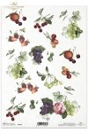 winogrona, winogrono, R100, fruit, fruits, leaves, strawberries, cherries, sour cherries, grapes, grape, fruta, hojas, fresas, cerezas, uvas, vid, Obst, Blätter, Erdbeeren, Kirschen, Weintrauben, Weinrebe 