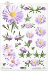 margerytka, margerytkami, kwiat, kwiatek, kwiaty, białe margerytki, łąka, ogród, R142, daisy, flower, flowers, garden, meadow, con margaritas, flores, margaritas blancas, mit Gänseblümchen, Blumen, weißen Gänseblümchen 