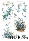 niezapominajka, niezapominajki, wiosna,  drobne niebieskie kwiatki, kwiaty, R245