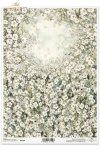 kwiaty flowers Blumen flores 