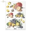 lemon, lemons, fruit, violets, flowers, R396