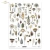 ususzone kwiatki, zioła, rośliny, suszki*dried flowers, herbs, plants, dries*Trockenblumen, Kräuter, Pflanzen, getrocknet*flores secas, hierbas, plantas, seca