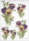 pansies, garden, garden violet, flower, flowers, R386 