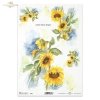 słonecznik, kwiat, ogród, łąka, wiosna, autorka grafiki Maria Kopeć, R913, sunflower, flower, garden, meadow, spring, Sonnenblume, Blume, Garten, Wiese, Frühling, girasol, flor, jardín, prado, primavera