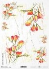 frezja, frezje, kwiat, ogród, łąka, wiosna, autorka grafiki Maria Kopeć, R915, freesia, flower, garden, meadow, spring, Freesie, Blume, Garten, Wiese, Frühling, fresia, flor, jardín, prado, primavera