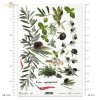 fruits herbs, garlic, paprika and olives, rosemary, basil, marjoram, bay leaves, R029