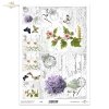 lawenda, prawoślaz, zioła, kwiaty, rośliny*lavender, holly, herbs, flowers, plants*Lavendel, Stechpalme, Kräuter, Blumen, Pflanzen*lavanda, acebo, hierbas, flores, plantas