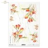 frezja, frezje, kwiat, ogród, łąka, wiosna, autorka grafiki Maria Kopeć, R915, freesia, flower, garden, meadow, spring, Freesie, Blume, Garten, Wiese, Frühling, fresia, flor, jardín, prado, primavera