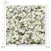 kwiaty flowers Blumen flores 