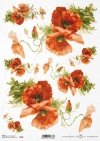 mak, maki, makowe, kwiat, łąka, ogród, lato, R958, poppy, flower, meadow, garden, summer, Mohn, Mohnblume, Blume, Wiese, Garten, Sommer, amapola, flor, prado, jardín, verano 