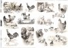 papel decoupage clásico D0608M