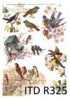wiosna, kwiaty, budka dla ptaków, ptak, ptaki, sikorki, ptaszki, R325