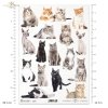 kot, koty, kotek, kotki, zwierzę, zwierzęta domowe, cat, cats, kitten, kittens, animal, pets, Katze, Katzen, Kätzchen, Tier, Haustiere, gato, gatos, gatito, gatitos, animal, mascotas