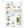 rumianek, arnika, kwiaty, zioła*camomile, arnica, flowers, herbs*Kamille, Arnika, Blumen, Kräuter*manzanilla, árnica, flores, hierbas