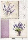 lawenda*lavender, bouquet of flowers*Lavendel, Blumenstrauß*lavanda, ramo de flores
