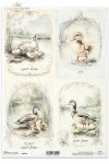 kaczki, kaczuszki, wiejskie zwierzęta, wiosenne klimaty, rustykalny styl*ducks, ducklings, country animals, spring climate, rustic style*Enten, Entenküken, Tiere auf dem Land, Frühlin*patos, patitos, animales de campo, clima primaveral, estilo rústicogskl