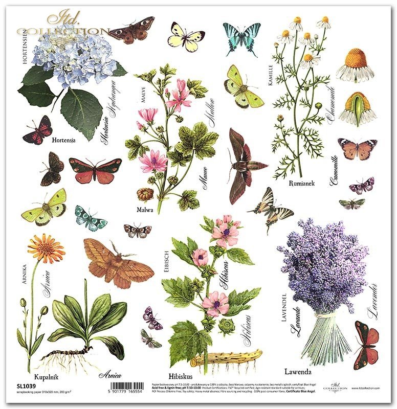 値下げMade in U.S.A. catalog & Scrapbook Papier scrapbooking SL1039 * Seria Zielnik - Herbarium