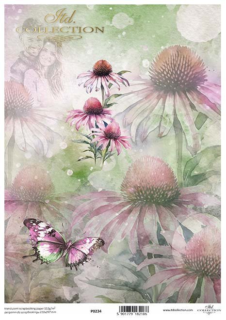 akwarelowe, kwiaty, motyle. owady, zakochane, pary, echinacea*Watercolor, flowers, butterflies. insects, in love, couples, echinacea*Aquarell, Blumen, Schmetterlinge. Insekten, verliebt, Paare, Echinacea*acuarela, flores, mariposas. insectos, enamorados, 