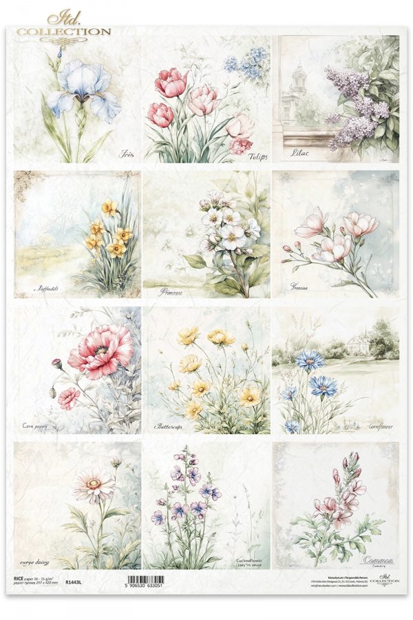 kwiaty, mak, jaskier, chaber, złocień łąkowy, rzeżucha łąkowa, dymnica pospolita, Irys, tulipan, bez, lilak, narcyz, prymulka, frezja*flowers, poppy, ranunculus, cornflower, meadow goldenrod, meadow cress, common cress, iris, tulip, lilac, narcissus