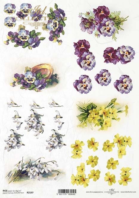wiosenne kwiaty, przebiśniegi, bratki, żółta prymulka*spring flowers, snowdrops, pansies, yellow primulas*Frühlingsblumen, Schneeglöckchen, Stiefmütterchen, gelbe Schlüsselblumen*flores de primavera, campanillas de invierno, pensamientos, prímulas amarill