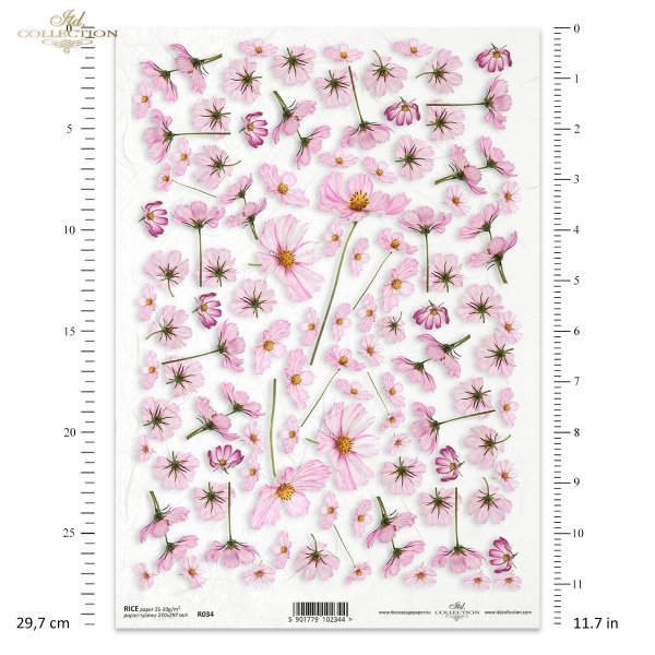 flower, flowers, cosmos, kwiatek Cosmos, Warszawianka, kwiat, kwiaty,