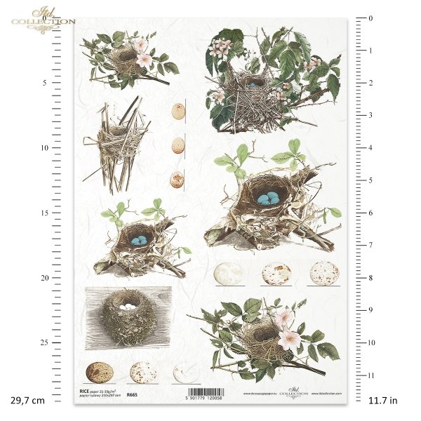 ptasie gniazdo, gniazdko, ptasie gniazda, jajka, jaja w gniazdach, R665, bird's nest, nest, eggs, Vogelnest, Nest, Vogelnester, Eier, Nesteier, nido de pájaros, nido, huevos, huevos nido,