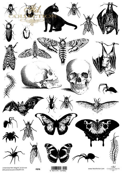 motyle, koty, nietoperze, owady, ćmy*butterflies, cats, bats, insects, moths*Schmetterlinge, Katzen, Fledermäuse, Insekten, Nachtfalter*mariposas, gatos, murciélagos, insectos, polillas