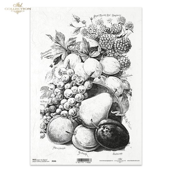 retro still life, in black and white. Fruit, gooseberry, raspberry, bunch, redcurrant, pear, apricot